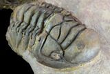 Two Associated Crotalocephalina Trilobites - Foum Zguid, Morocco #125472-8
